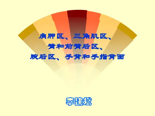 肩胛区、三角肌区、臂ppt课件
