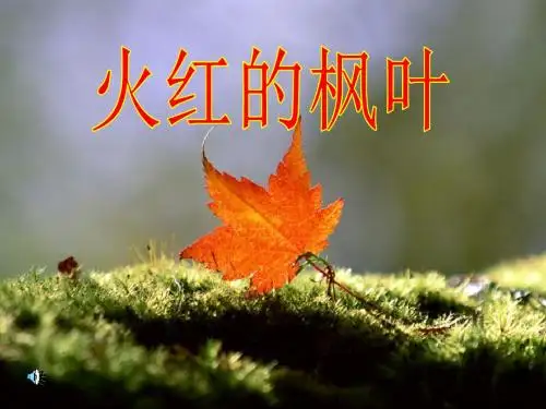 《火红的枫叶》PPT课件5