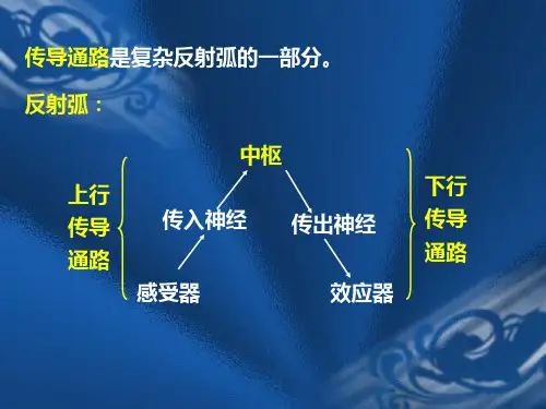 感觉传导通路
