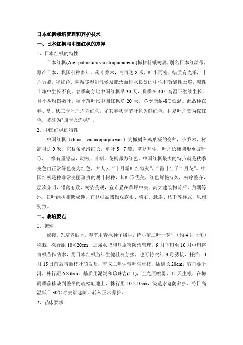 日本红枫栽培管理和养护技术