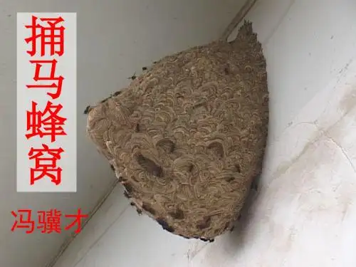 《捅马蜂窝》课件PPT