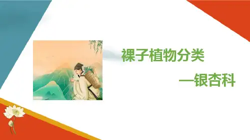 裸子植物门 裸子植物分类 银杏科 药用植物识别课件