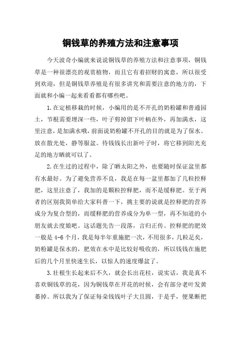 铜钱草的养殖方法和注意事项