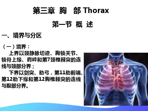 局部解剖学胸部医学