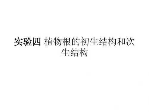 实验四 根的形态结构和发育