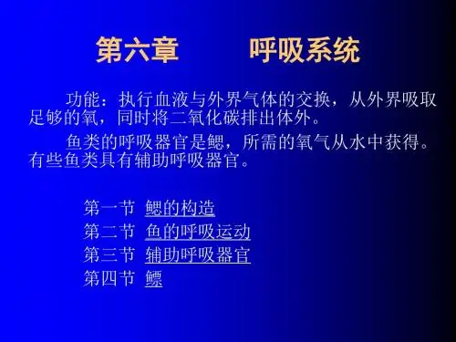 第六章-呼吸系统