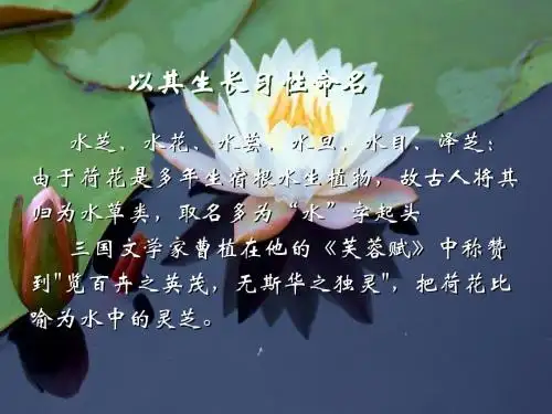 莲文化的魅力-10