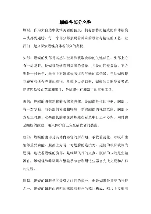 蝴蝶各部分名称