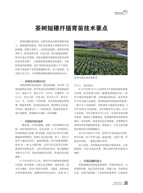茶树短穗扦插育苗技术要点