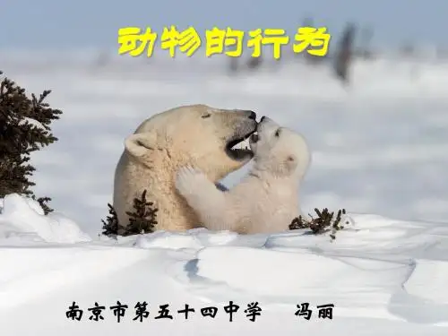 【初中生物】动物的行为PPT课件8