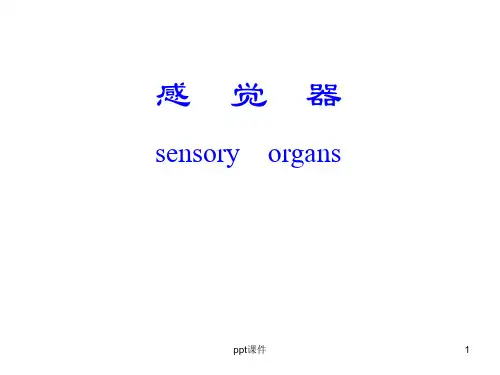 《人体解剖学》  感觉器   ppt课件