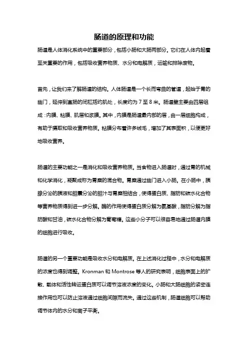 肠道的原理和功能