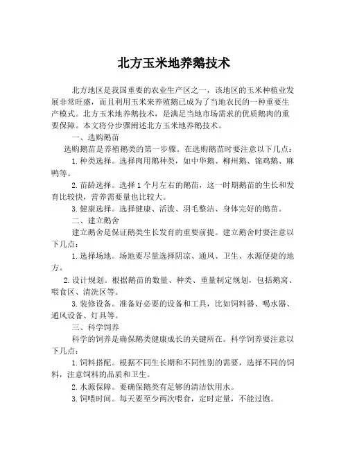北方玉米地养鹅技术