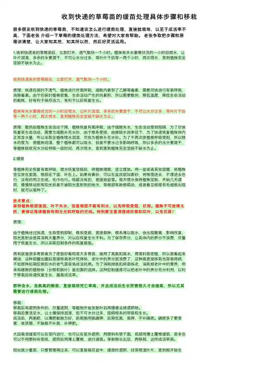 收到快递的草莓苗的缓苗处理具体步骤和移栽