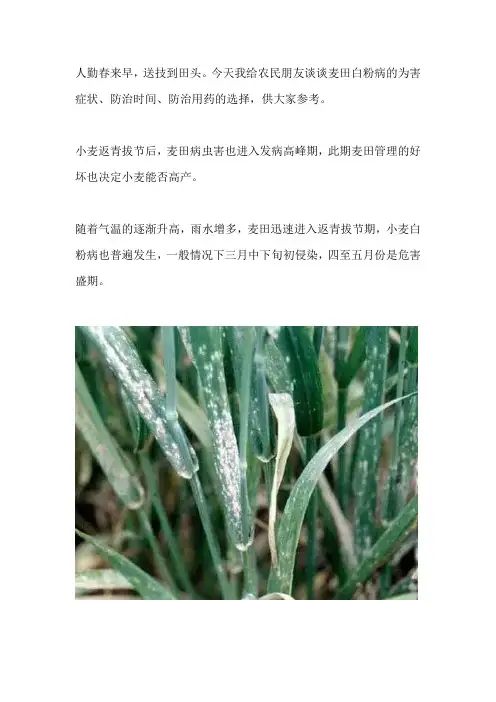 小麦白粉病该选什么药防治,什么时间使用最有效？