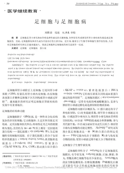 足细胞与足细胞病_刘雅清