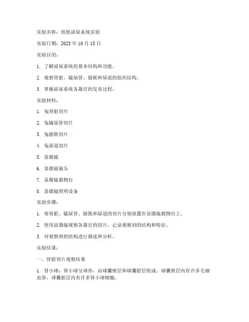 组胚泌尿实验报告