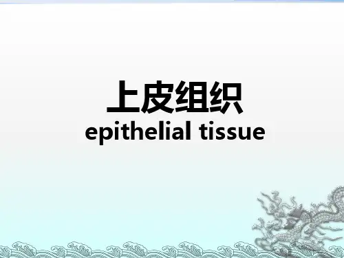 组织胚胎学0上皮组织