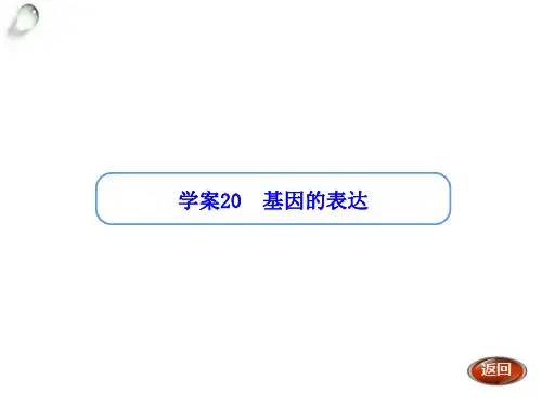 【金版方案】高考生物(人教版)一轮复习“学案”课件：第20讲 基因的表达(共33张PPT)