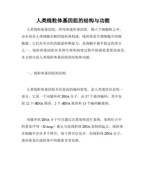人类线粒体基因组的结构与功能