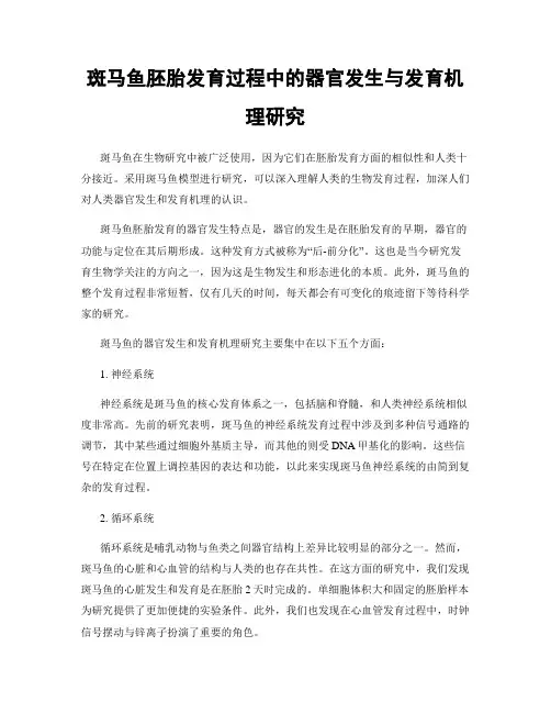 斑马鱼胚胎发育过程中的器官发生与发育机理研究