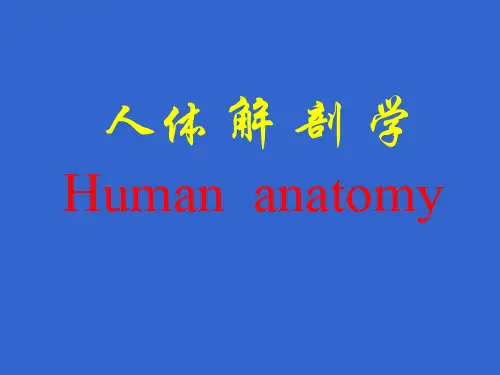 人体解剖学Humananatomy-46页PPT资料