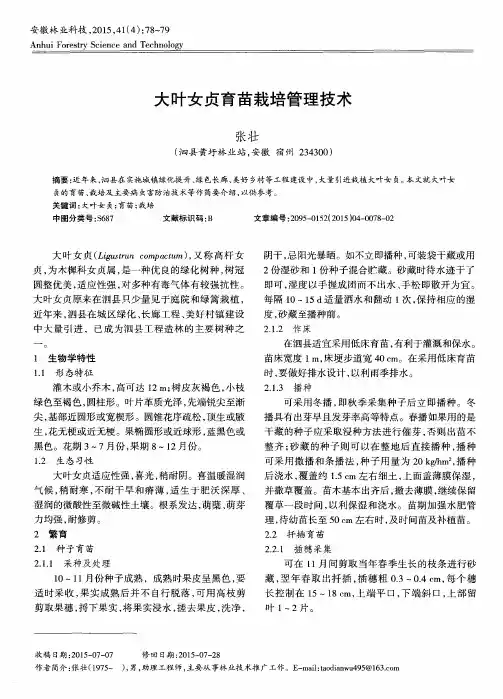 大叶女贞育苗栽培管理技术