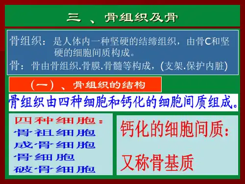 7.三 )骨组织及骨