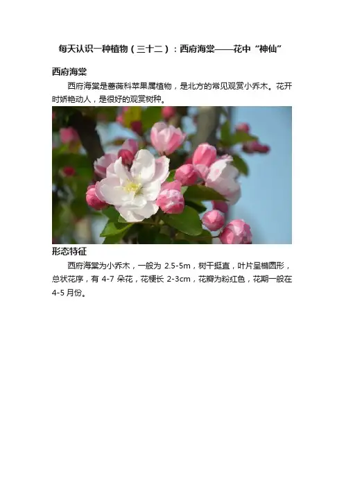 每天认识一种植物（三十二）：西府海棠——花中“神仙”