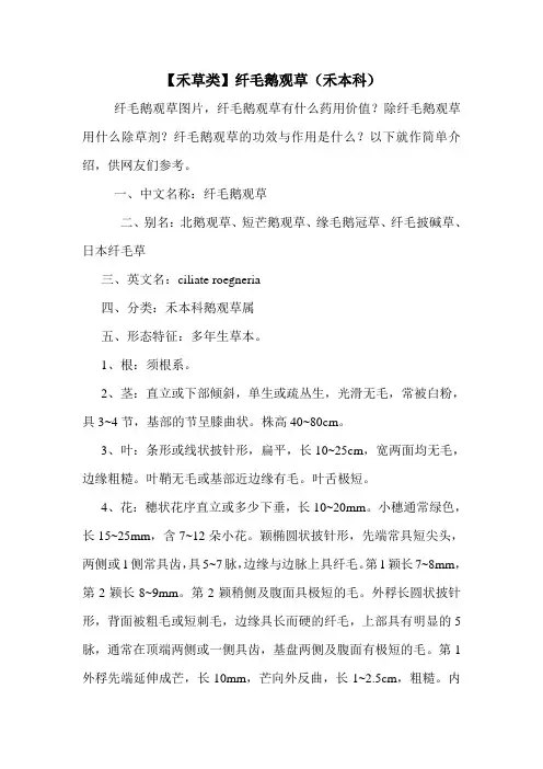 【禾草类】纤毛鹅观草(禾本科)