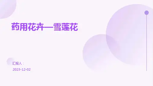 药用花卉—雪莲花