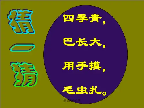 仙人掌PPT课件