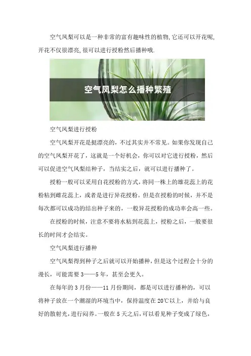 空气凤梨怎么播种繁殖