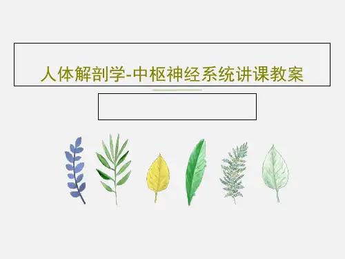 人体解剖学-中枢神经系统讲课教案共176页PPT