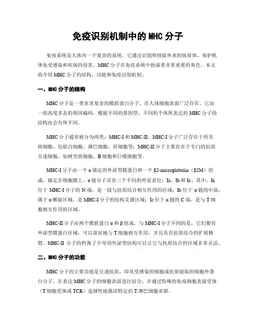免疫识别机制中的MHC分子