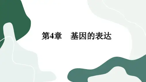 人教版生物学必修第二册4-2《基因表达与性状的关系》课件PPT