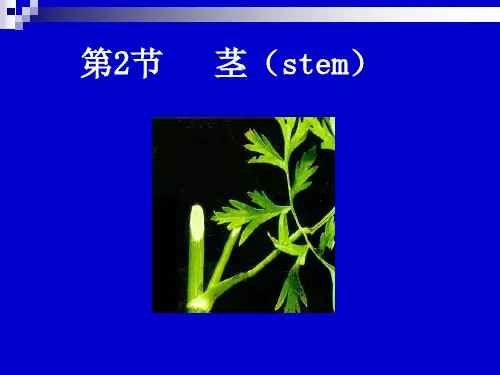 茎的构造-2(教案)