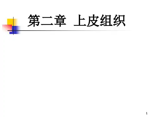 《组织学与胚胎学》课件第2章 上皮组织