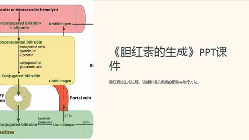 《胆红素的生成》课件