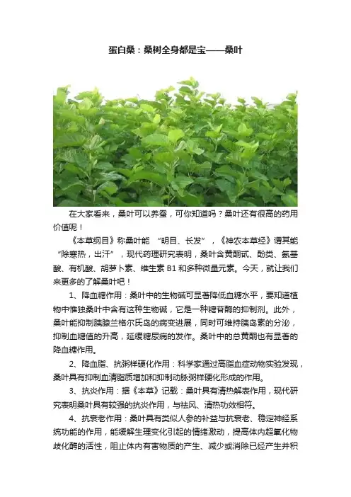 蛋白桑：桑树全身都是宝——桑叶