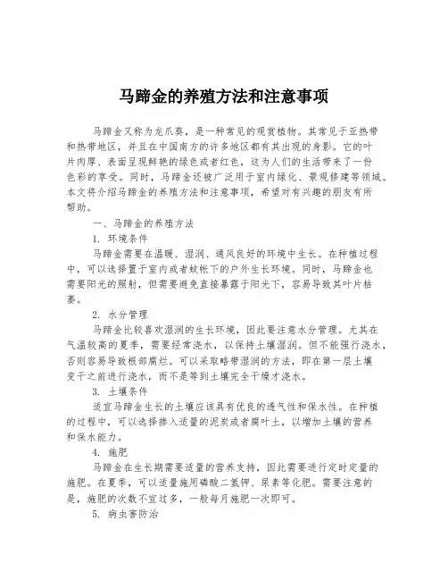 马蹄金的养殖方法和注意事项