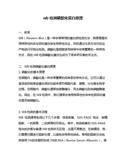 wb检测磷酸化蛋白原理