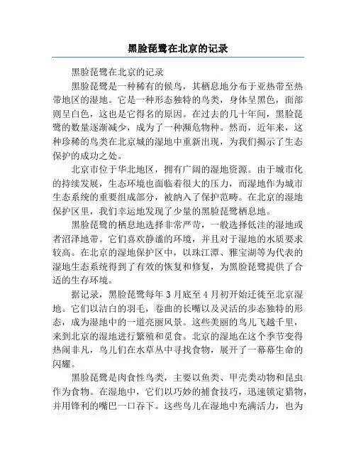 黑脸琵鹭在北京的记录
