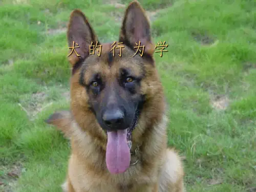 犬的行为学ppt课件