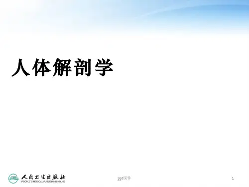 《人体解剖学》运动系统  ppt课件