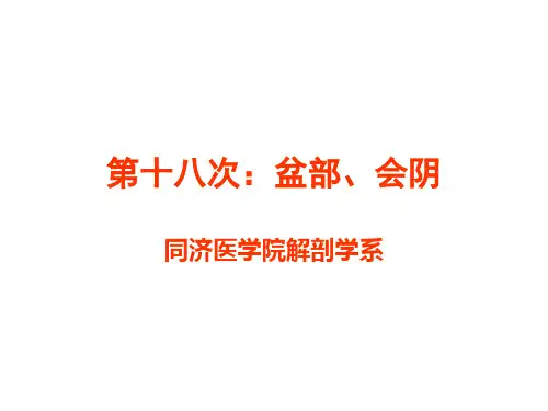 局部解剖学 第十八次：盆部、会阴