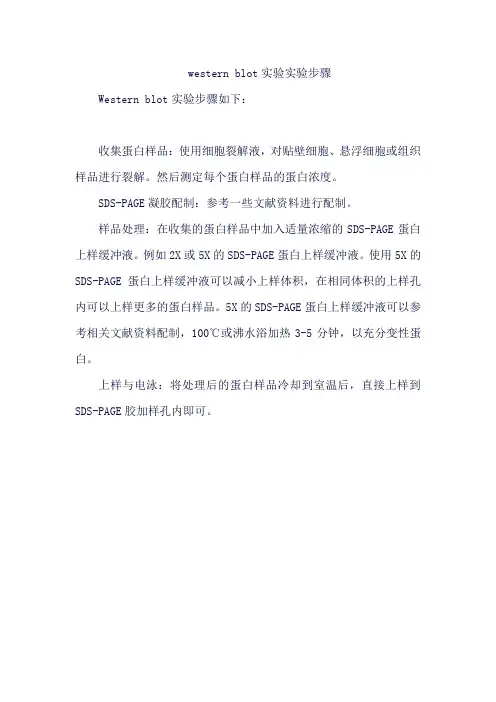 western blot实验实验步骤