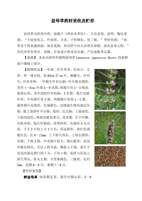 益母草采收及贮存