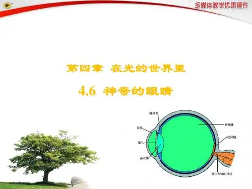 4.6 神奇的眼睛