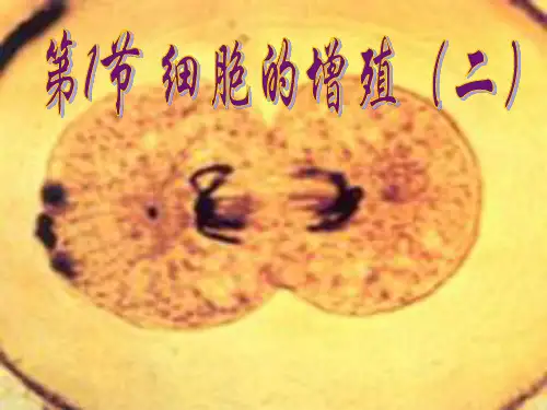 【人教版新课标高中生物必修一全套课件】6.1细胞的增殖 课件(人教版必修I)